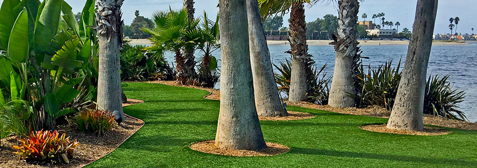 SPVS | Palm Trees