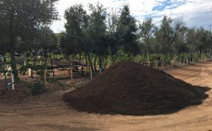SPVS Compost Pile