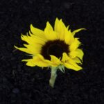 SPVS | Yellow Flower