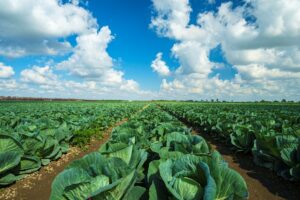 SPVS | Organic Vegetables