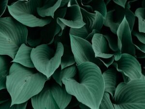 SPVS | Beautiful Hostas