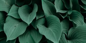 SPVS | Beautiful Hostas
