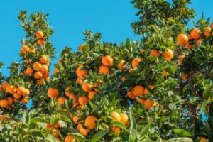 Healthy Orange Tree