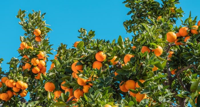 SPVS | Healthy Orange Tree
