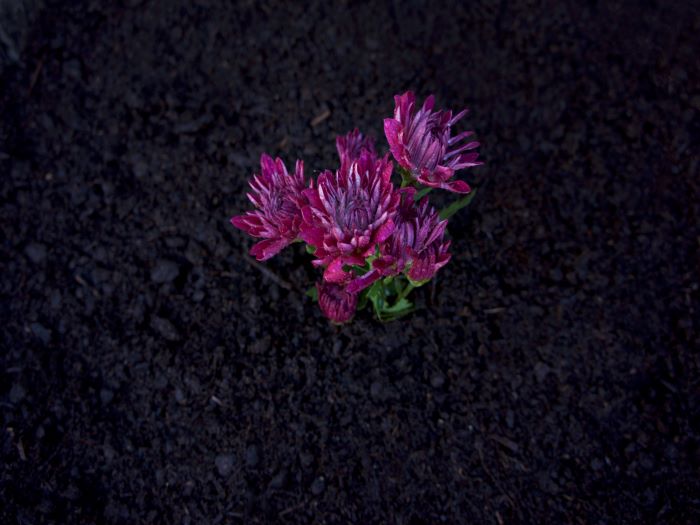SPVS | Purple Flower