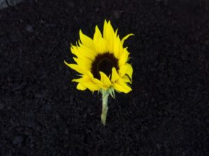 SPVS | Yellow Flower