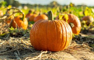 SPVS | Thanksgiving Sale