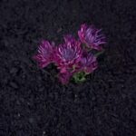 SPVS |  Purple Flower