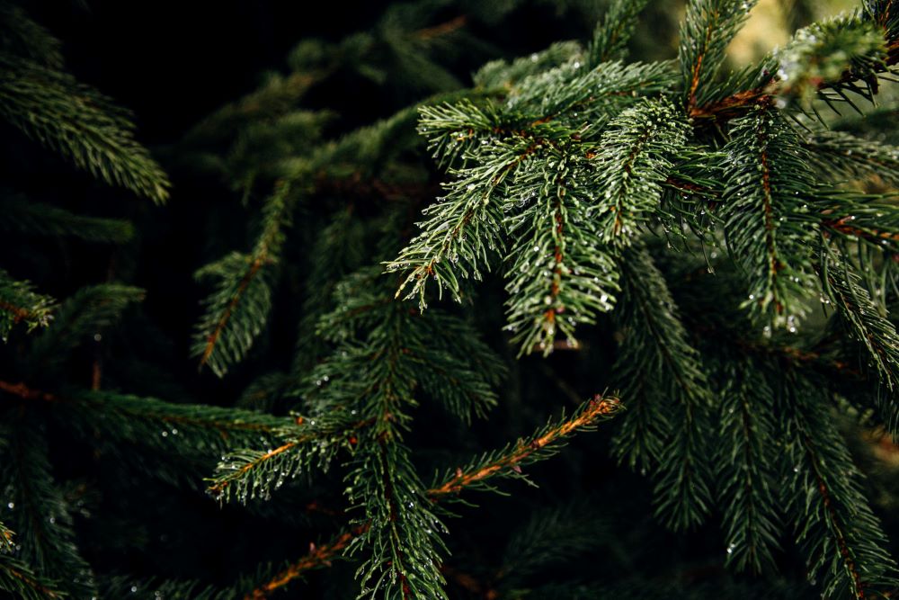 SPVS Christmas Tree Recycling