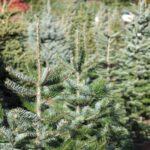 Christmas Tree Recycling  |  SPVSoils