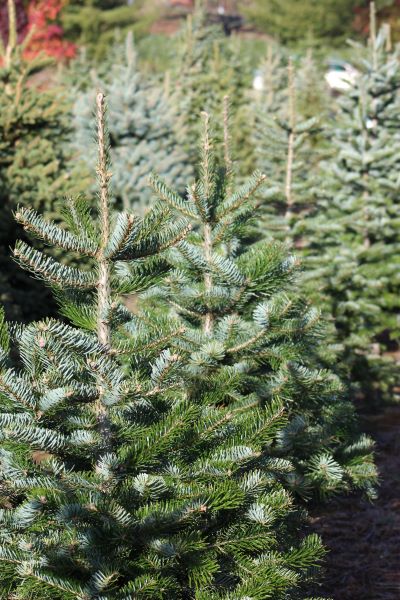 Christmas Tree Recycling  |  SPVSoils