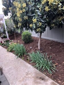 SPVS Avocado Tree Monkey Hair Mulch