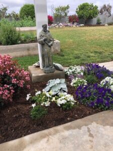 SPVS Monkey Hair Mulch Flower Bed Application