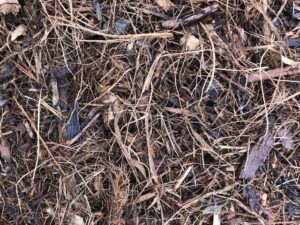 SPVS Monkey Hair Mulch