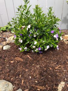 SPVS Monkey Hair Landscape Mulch