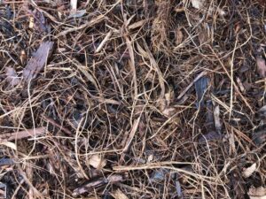 SPVS Monkey Hair Mulch