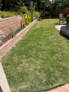 Dr Kilb's Lawn before SPVS Valley’s Best Compost® application.