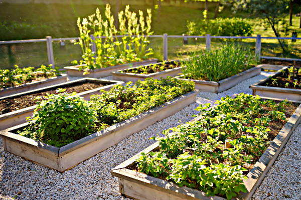 Create a Super Garden With Raised Garden Bed Mix