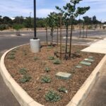 VC-Church-Growers-Mulch-Application-on-Medians-6-16-21