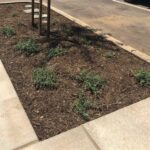 VC-Church-Parking-Lot-Growers-Mulch-Application-6-16-21_