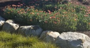 Sustainable Landscape