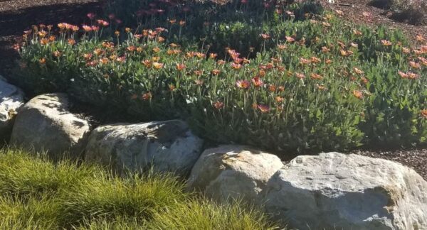 Creating a Sustainable Water Smart Landscape With SPV Soils’ Grower’s Mulch!