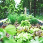 SPVS | Raised Bed Garden