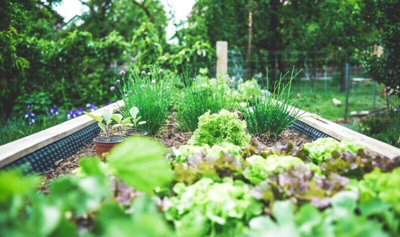 Creating a Super Garden With SPV Soils Raised Garden Bed Mix