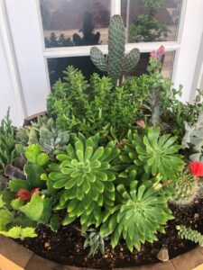 SPVSoils Custom-Blend Cactus & Succulent Soil | SPVS