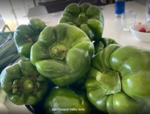Bell Peppers grown with SPVSoil