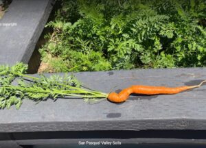 Carrot grown with SPVSoil