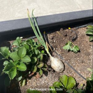 Chives grown with SPVSoil