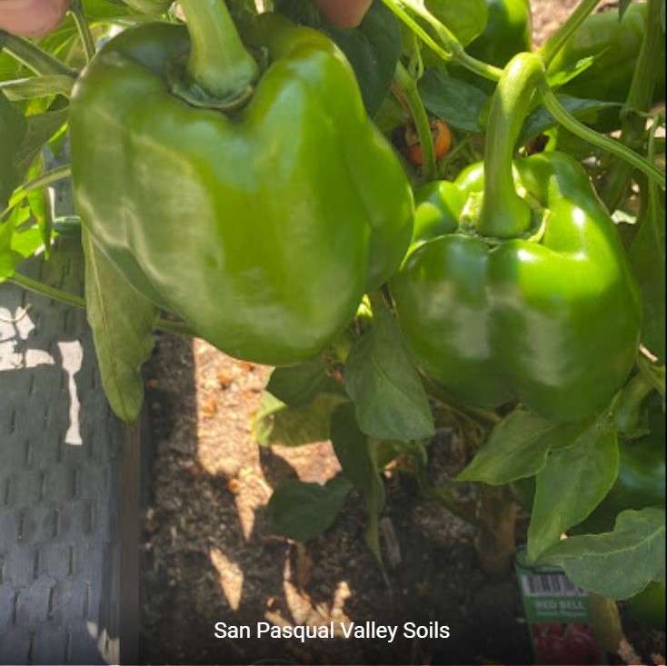 Green Peppers grown with SPVSoil