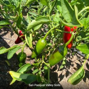 Green and Red Peppers grown with SPVSoil