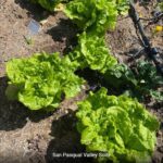 Lettuce grown with SPVSoil