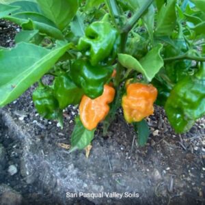 Orange Peppers grown with SPVSoil