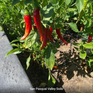Red Chili Peppers grown with SPVSoil