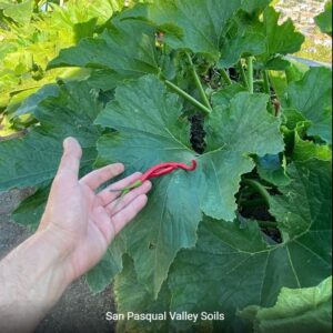 Red Peppers grown with SPVSoil