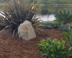 SPVS | Mulched Plants