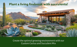 Custom Cactus and Succulent Mix | SPV Soils