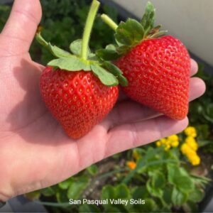 Strawberries grown with SPVSoil