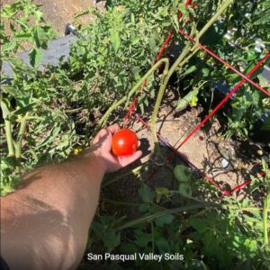 Tomato grown with SPVSoil