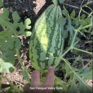 Watermelon grown with SPVSoil