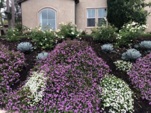 Planter's Blend Groundcover | SPVS