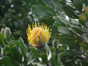 Protea | SPVS