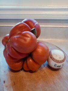 Tomato Grown w SPVS Valleys Best Compost | SPVS