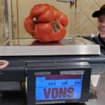 4.82 lb Tomato Grown w SPVS Valleys Best Compost | SPVS