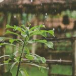 Rainy Garden | SPVS
