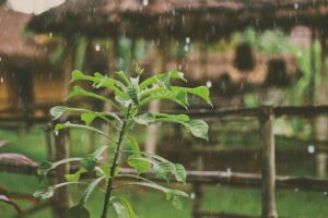 Rainy Garden | SPVS