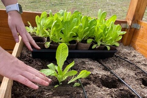 Featured Customer | Raised Garden Bed
